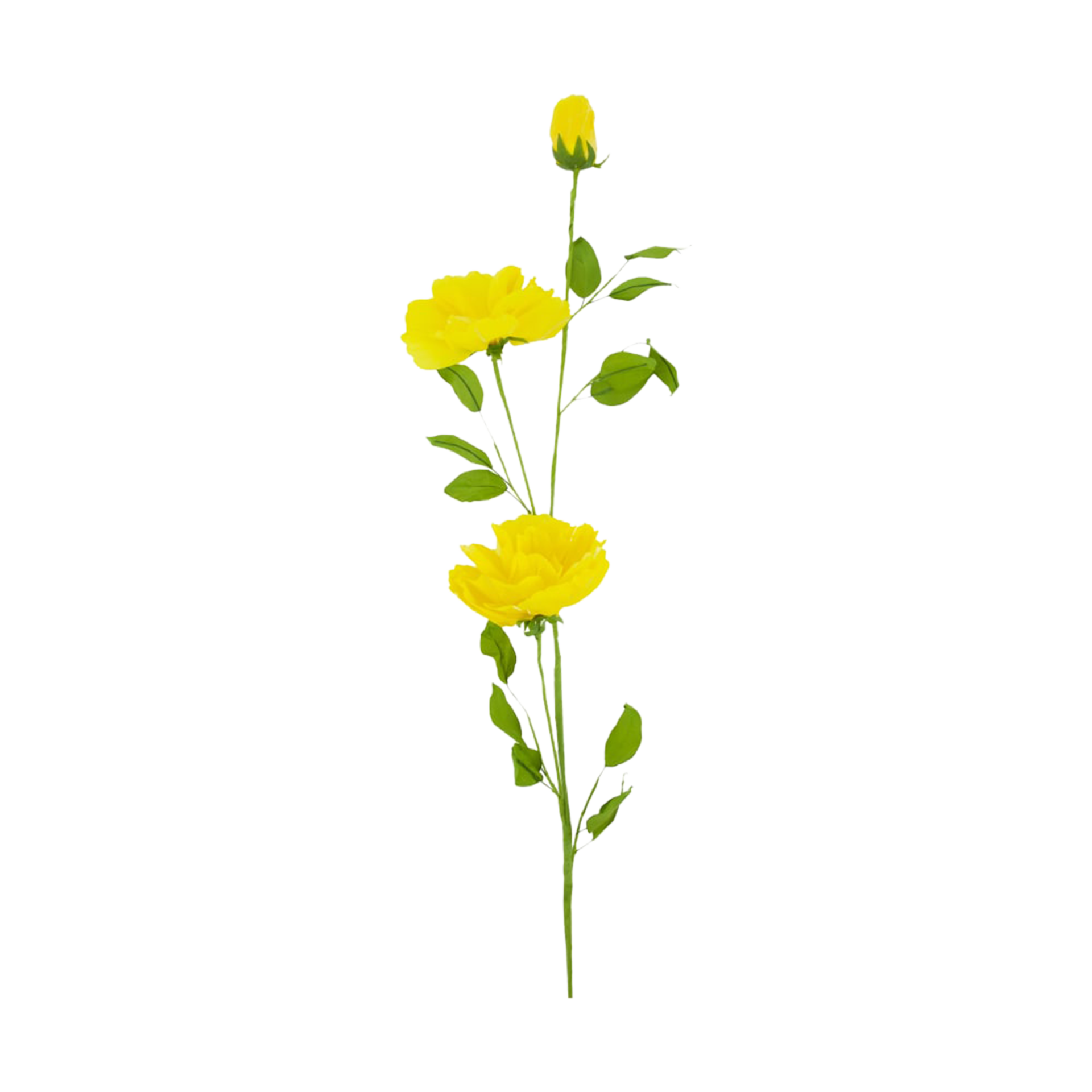 Pflanze Blume Gelb Pflanze Blume Gelb