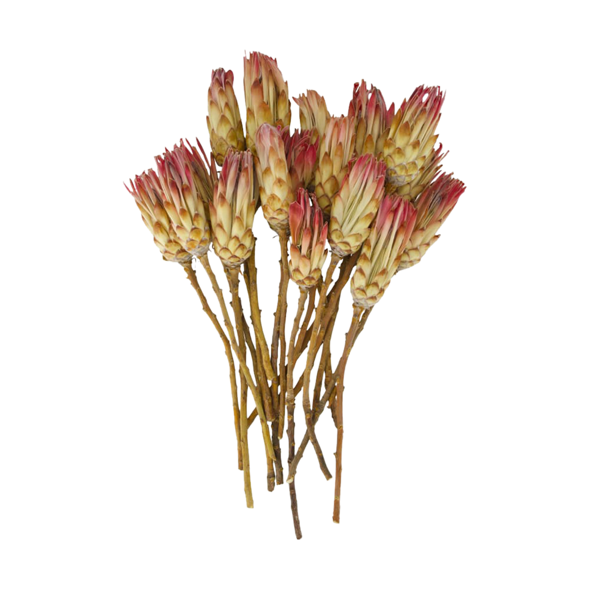 Trockenblume Protea Pink-Natur Trockenblume Protea Pink-Natur