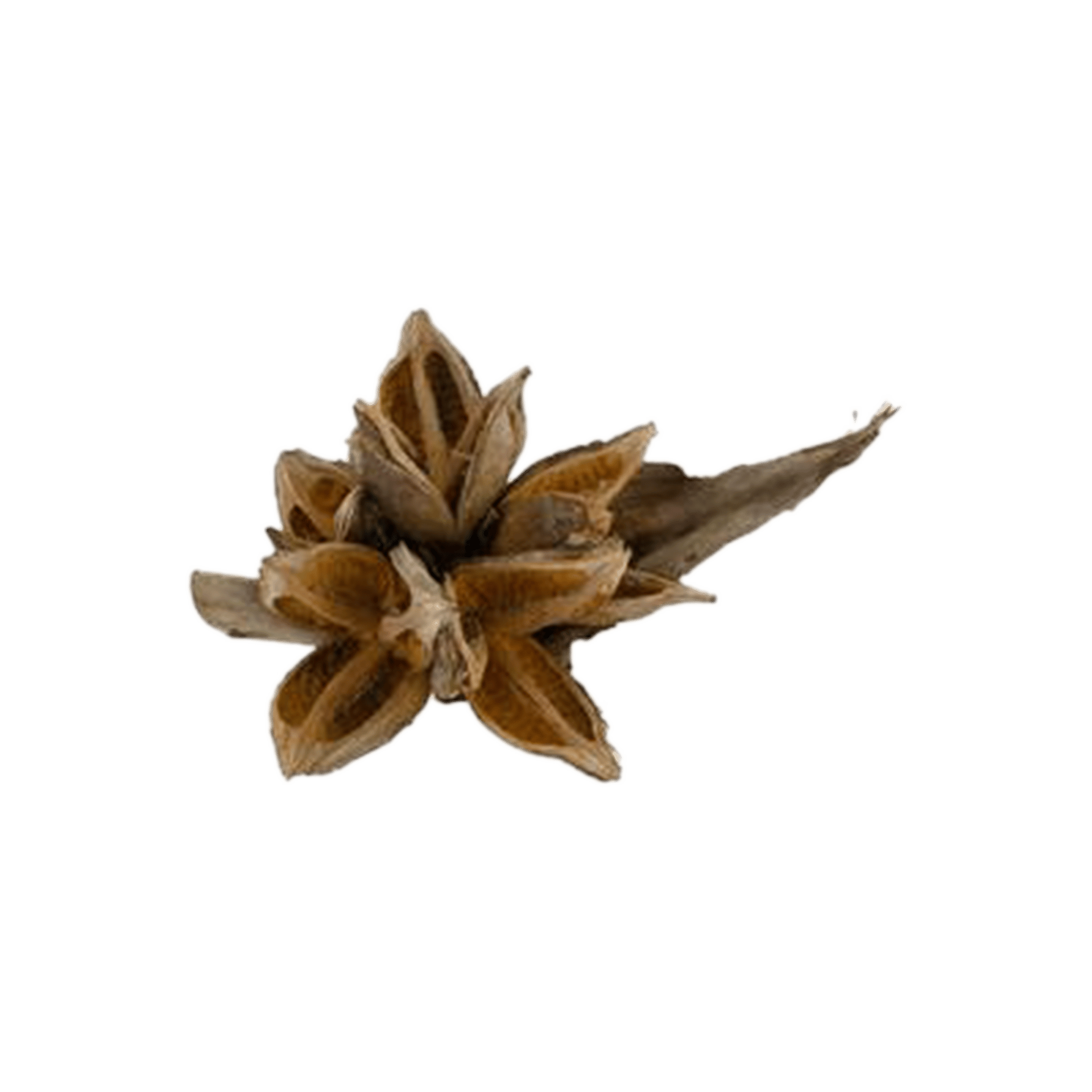 Deko Knospe Natur