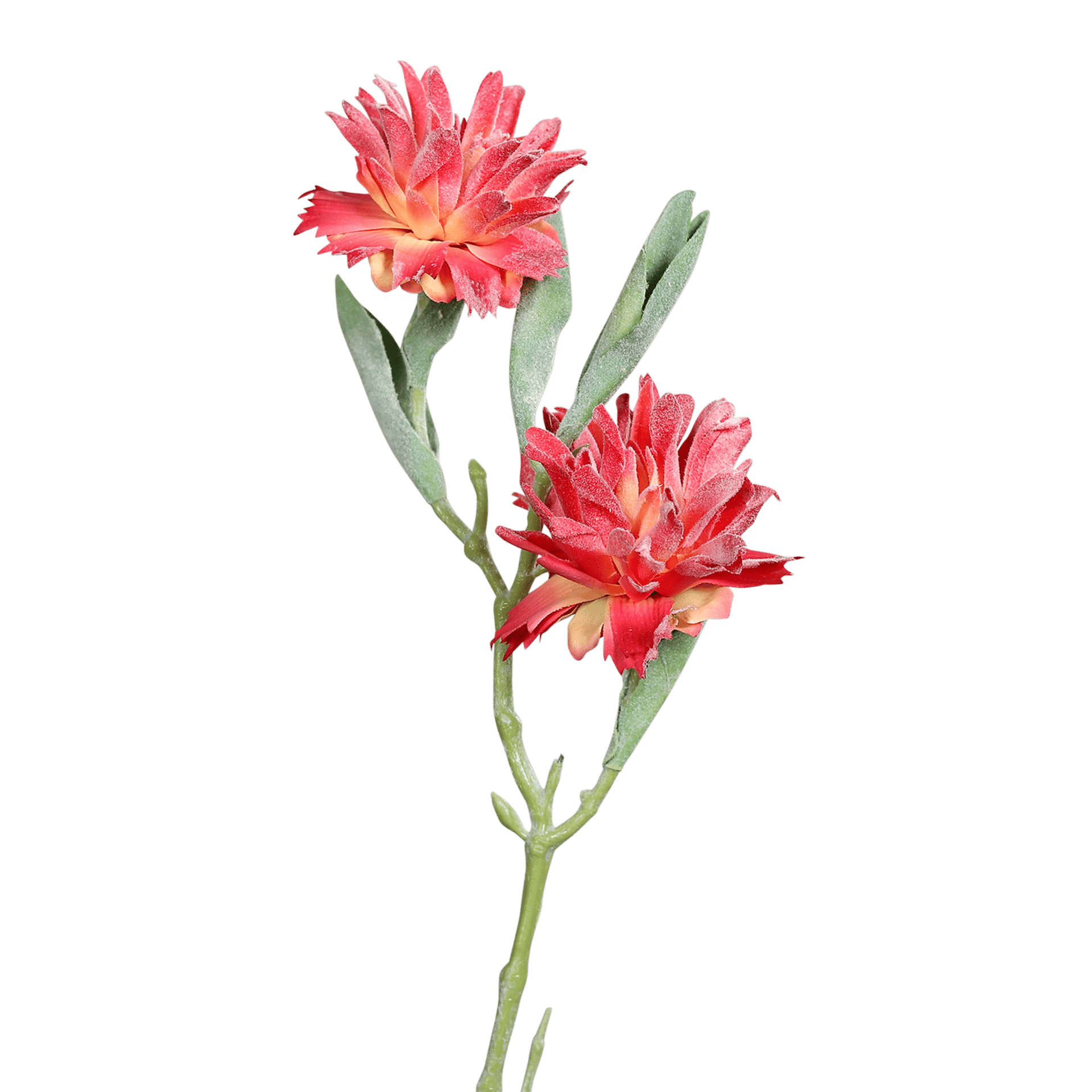 Kunstblume Leucospermum Red