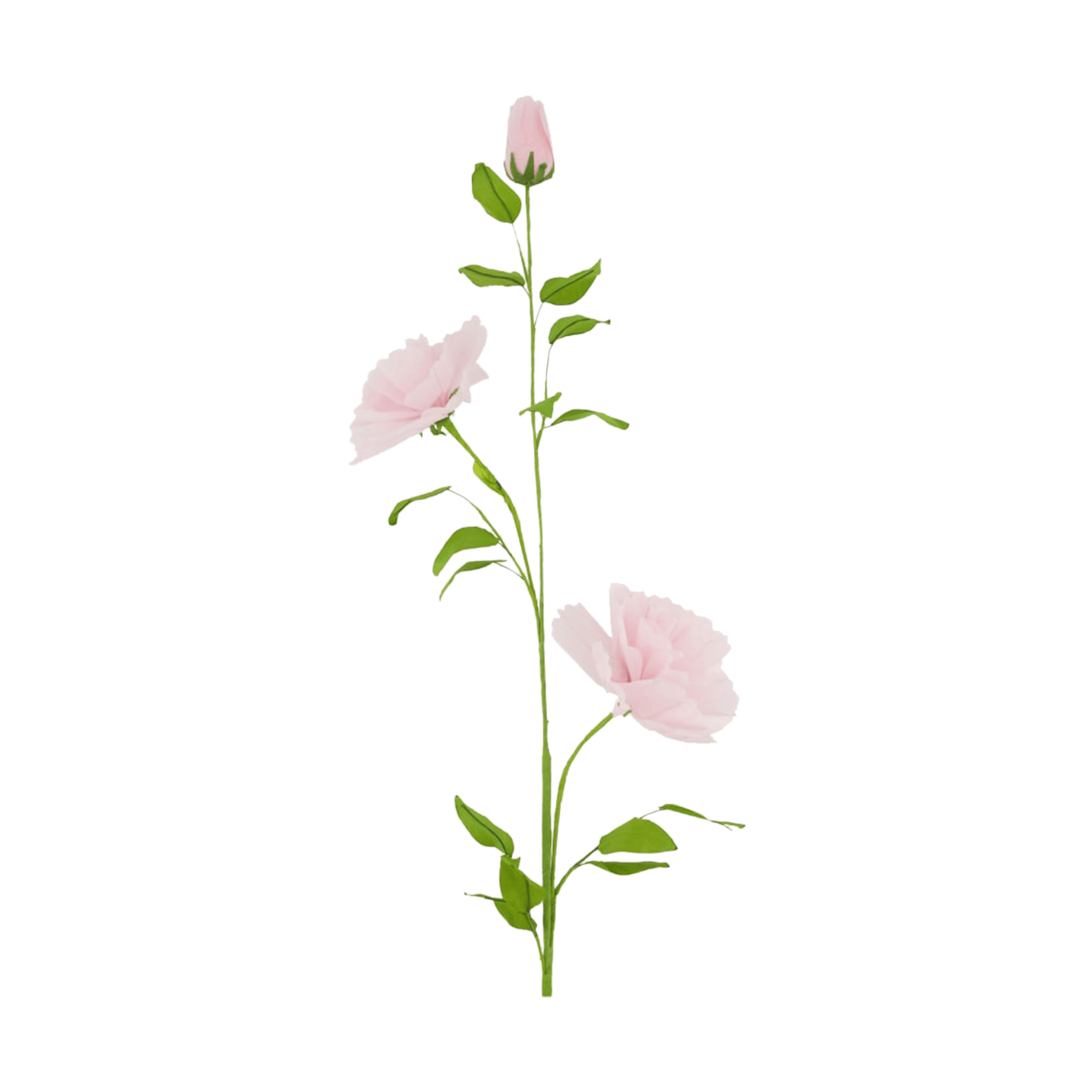 Pflanze Blume Rosa