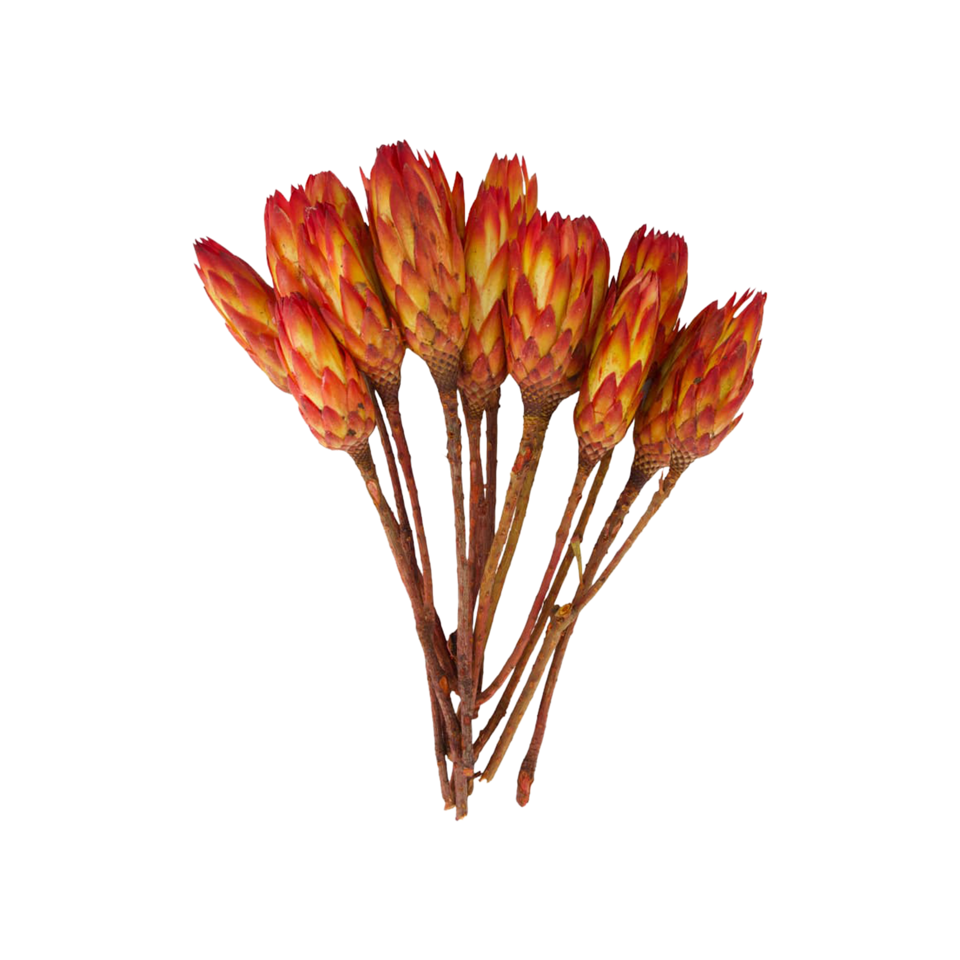 Trockenblume Protea Rot