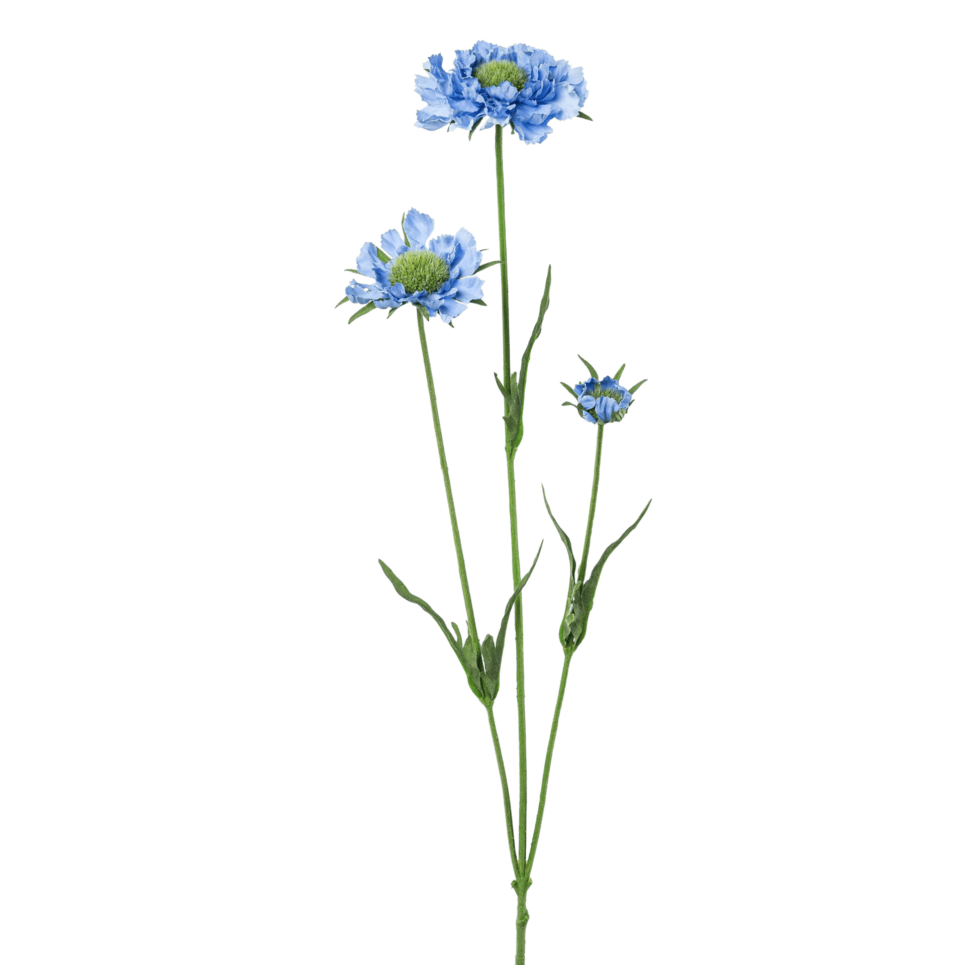 Kunstblume Scabiosa Blau-Grün