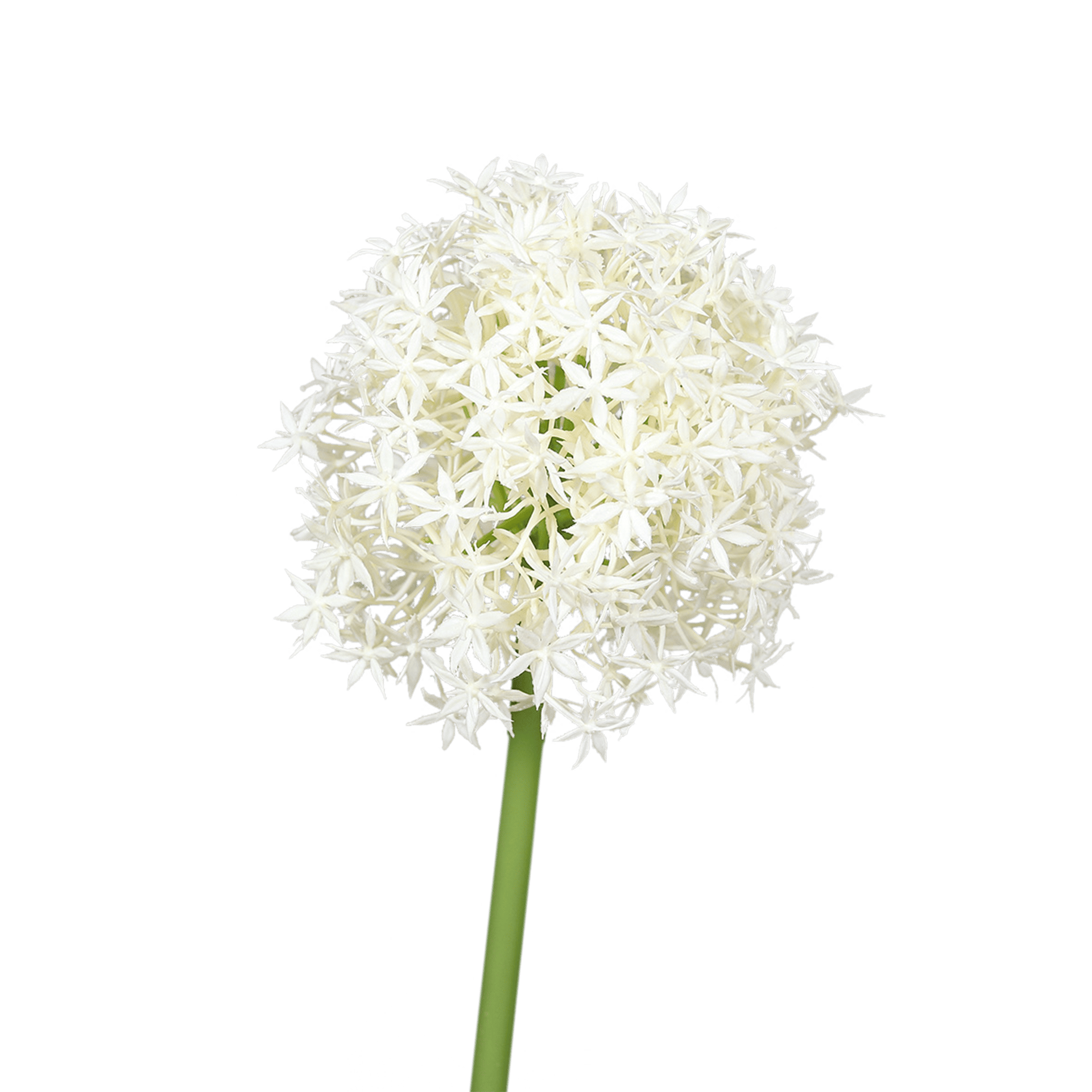 Kunstblume Allium Cream Online Kaufen Hofmeister kunstblume-allium-cream-online-kaufen-hofmeister